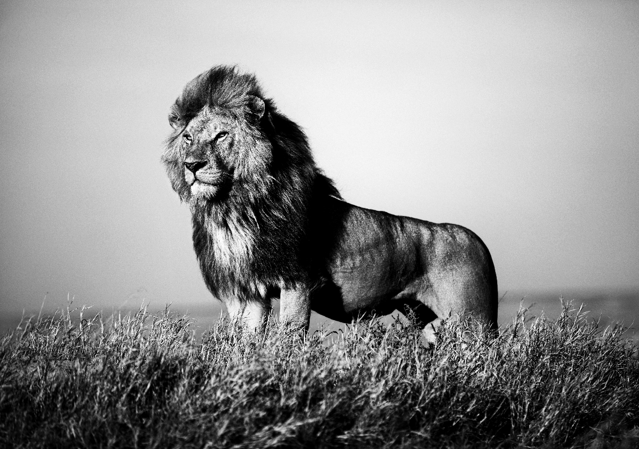 Leão na savana, fotografia de Christian Cravo